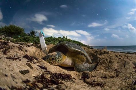 La fiesta tortuguera 20 años del Festival de la Tortuga Marina de Tulum