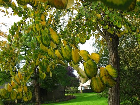 European Treeguide Bomengids Nl Featuring Katsura Boom Katsura Tree