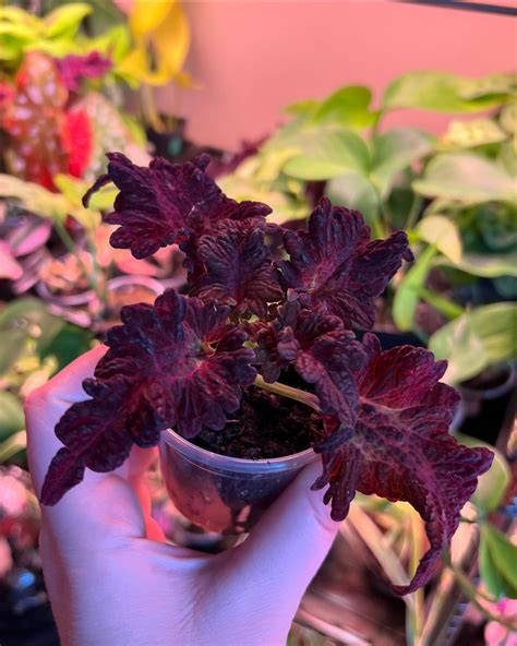 Boise Vivarium Plants (@boisevivariumplants) • Instagram photos and videos