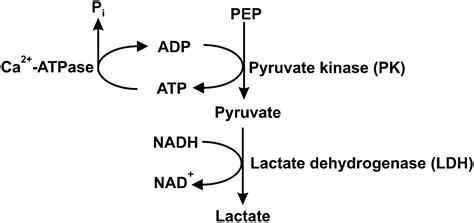 The P Type Atpase Inhibiting Potential Of Polyoxotungstates