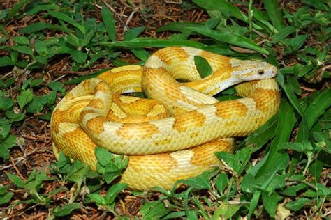 Corn Snake Morph Photos – South Mountain Reptiles