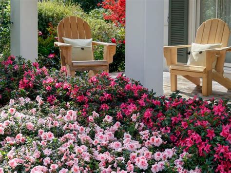 Azaleas How To Grow And Care For The Azalea Bush Hgtv