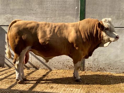 1 Pedigree Simmental Breeding Bull | SellMyLivestock - The Online Livestock Marketplace