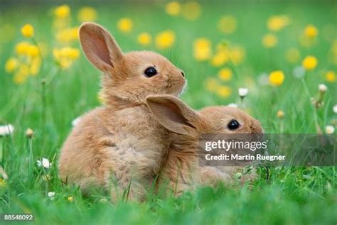 92 Mating Rabbits Stock Photos High Res Pictures And Images Getty