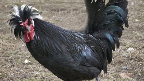 11 Beautiful Black Chickens Mental Floss