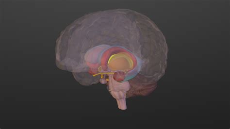 Basal Ganglia - 3D model by University of Dundee, CAHID (@anatomy ...