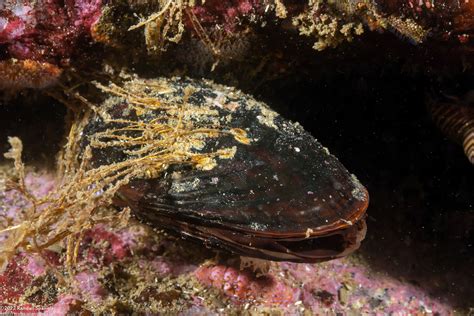 Mediterranean Mussel Mytilus Galloprovincialis Spanglers Scuba