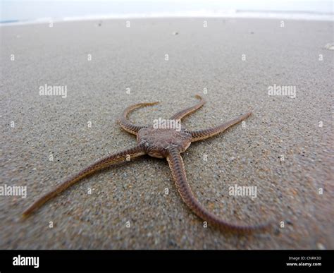 brittle stars ophiuroidea  lilian dixson blog