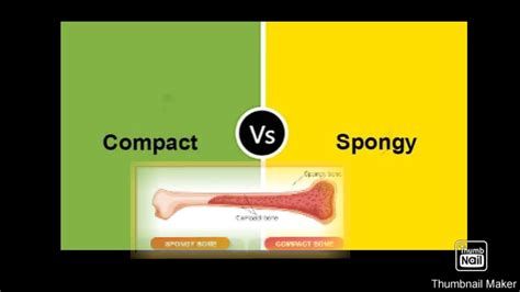 Compact And Spongy Bone Types Of Bones Spongy Bone Compact Youtube