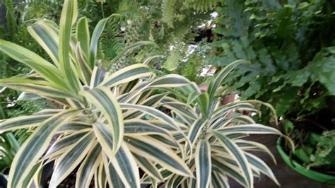 Dracena Dracena Reflexa Plantando Em Vaso Pequeno Aduba O De