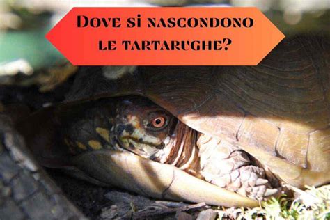 Dove si nascondono le tartarughe e perché Scopriamolo