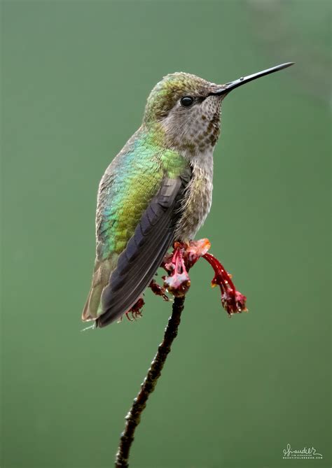 Female Rufous Hummingbird (Silasphorus rufus) - Oregon Photography