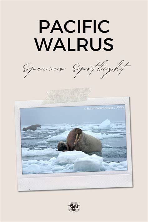 Species Spotlight: Pacific Walrus | Marine mammals, Walrus, Species