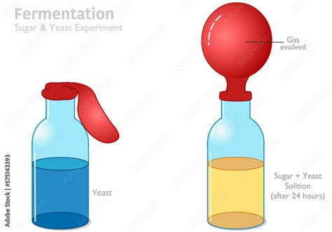 Vetor De Fermentation Yeast Sugar Balloon Experiment Process Of