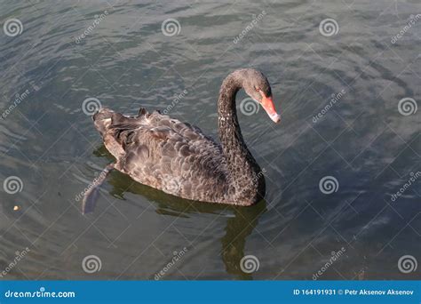 Le cygne noir nage image stock Image du bains incurvé 164191931