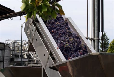 Wine Making Process Stock Photos - Image: 1366213