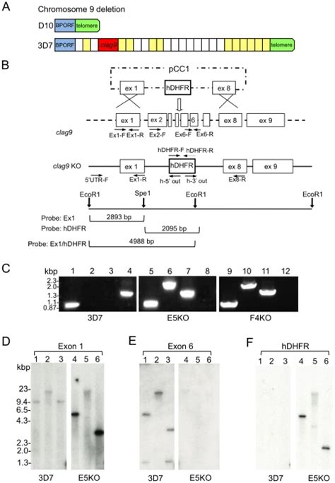 A. Subtelomeric chromosome 9 deletion in D10. Schematic representation ...