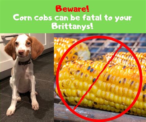 Beware The Danger Of Corn On The Cob Brit