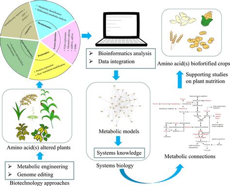 Frontiers Connections Between Amino Acid Metabolisms In Plants Lysine As An Example