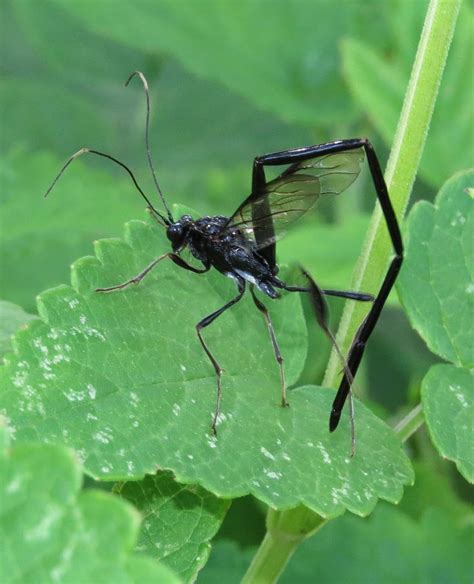 Bug Eric The American Pelecinid Wasp