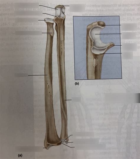 Honors Anatomy And Physiology Figure 7 44 Diagram Quizlet