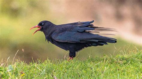 Islay Wildlife