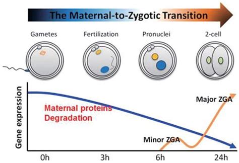 The Ubiquitin Proteasome System In The Maternal To Zygotic Transition