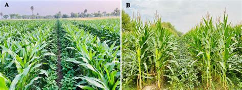 Frontiers Maizesoybean Strip Intercropping Produces Higher Crop