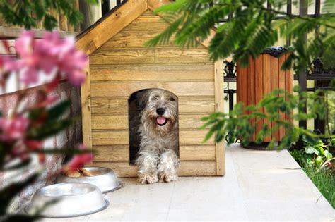 Dog In Dog House Stock Photo Download Image Now Istock