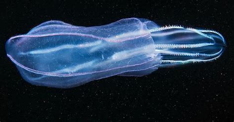 Beroe Comb Jelly Album On Imgur