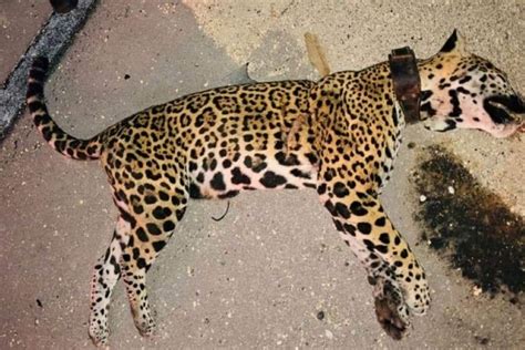 ACLARA ACTIVISTA Muerte De Jaguar Fue Por Atropellamiento No Por