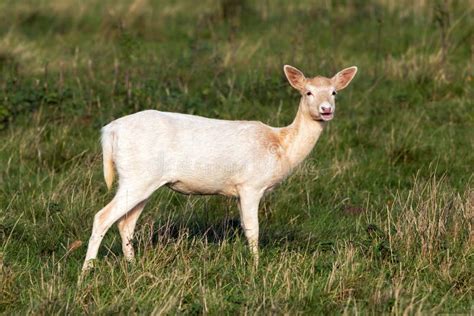 Pale Phase Fallow Deer Doe Dama Dama Warwickshire England Stock