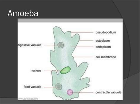 Ppt Life Processes Amoeba Powerpoint Presentation Free Download Id1933234