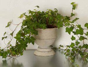 English Ivy Houseplants How To Care For Hedera Helix Indoors