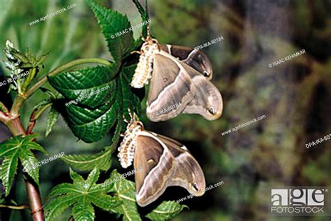 Insects Butterfly Eri Silk Moth Or Assam Silk Moth Samia Cynthia