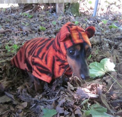 Items similar to Lil' Tiger Dog Costume on Etsy