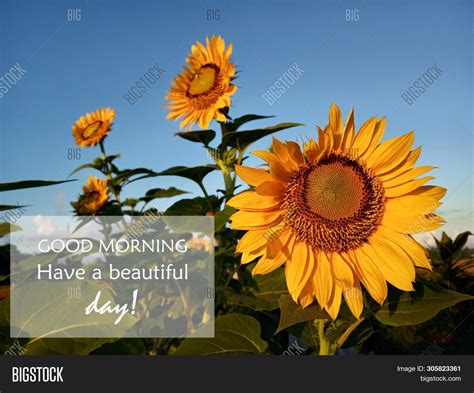 Morning Greetings- Image & Photo (Free Trial) | Bigstock