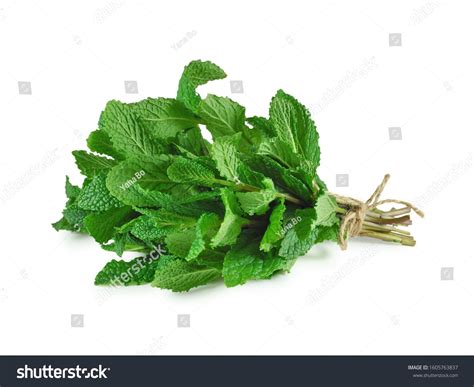 mint bunch images stock  vectors shutterstock