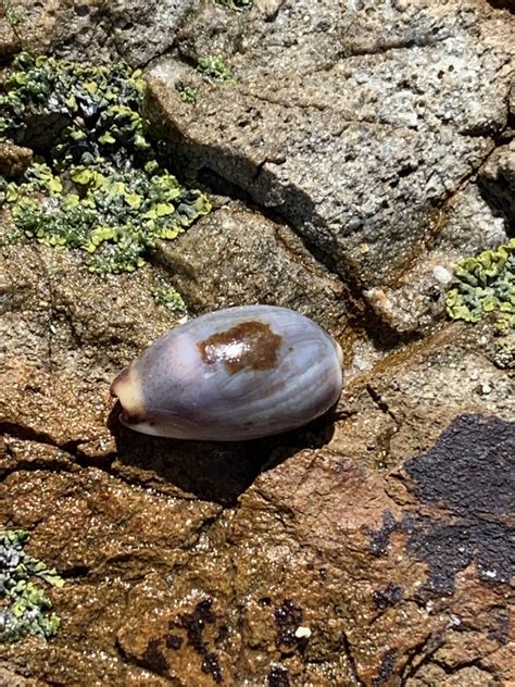 Graceful Cowrie From Yuraygir National Park Minnie Water NSW AU On