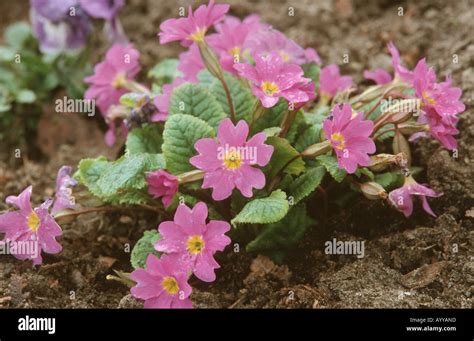 True English Primrose Primula Acaulis Primula Vulgaris Blooming