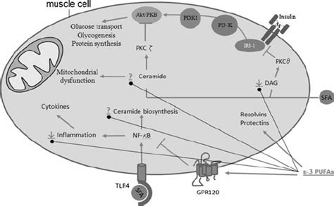 Intracellular Mechanisms Of Palmitate Induced Insulin Resistance In