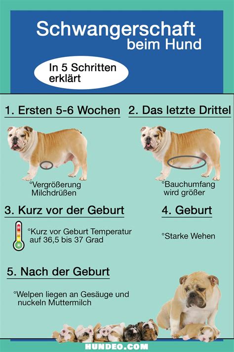 Schwangerschaft Hund Wie Lange Sind Hunde Tr Chtig