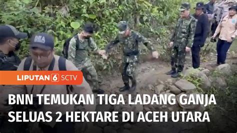 Video Bnn Temukan Tiga Ladang Ganja Seluas Hektare Di Aceh Utara