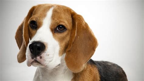 Planning to Get a Beagle? Here are 6 Things You Should Know - Animalso