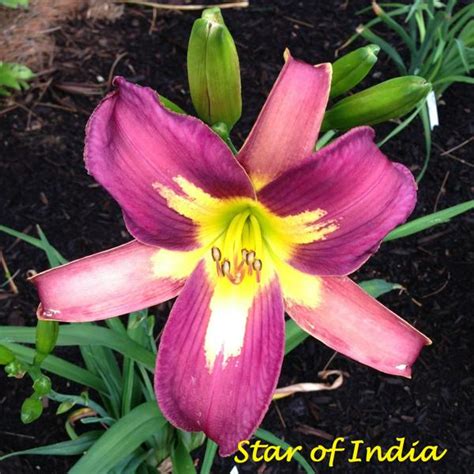 Woodcrest Daylilies Llc Star Of India