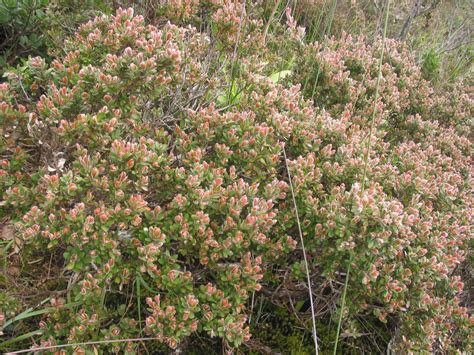 Decaspermum Myrtaceae Image 30130 At PhytoImages Siu Edu