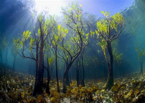 underwater mangrove trees photo | Trees | Pinterest