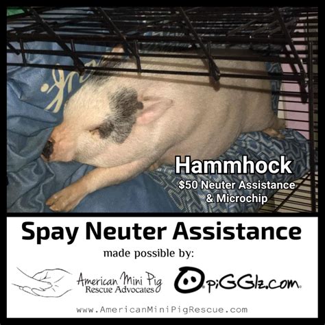 Spay And Neuter Assistance Program American Mini Pig Rescue Advocates