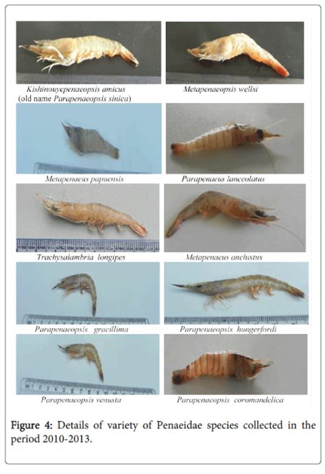 fisheries-aquaculture-Penaeidae-species-collected