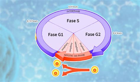 Esquema De Las Etapas Del Ciclo Celular Consejos Celulares